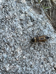 Eriotremex formosanus