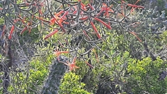 Psittacanthus sonorae