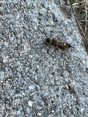 Eriotremex formosanus