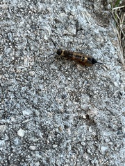 Eriotremex formosanus