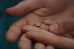 Hoplia