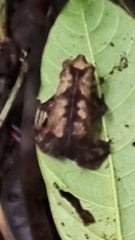Rhinella alata