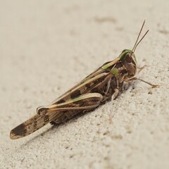 Chortoicetes terminifera