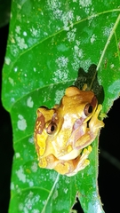 Dendropsophus ebraccatus