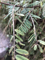 Phyllanthus emblica