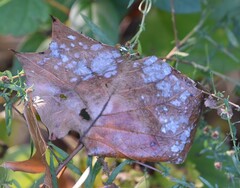 Erysiphe liriodendri