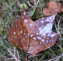 Erysiphe liriodendri