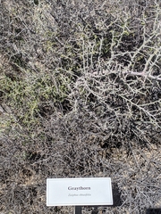 Sarcomphalus obtusifolius canescens