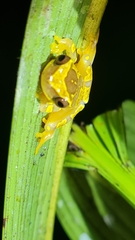 Dendropsophus ebraccatus
