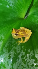 Dendropsophus ebraccatus