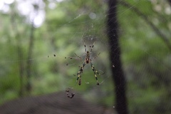 Trichonephila clavata