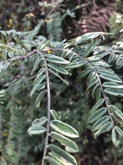 Phyllanthus emblica