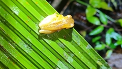 Dendropsophus microcephalus