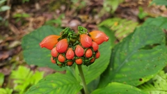 Gesneriaceae