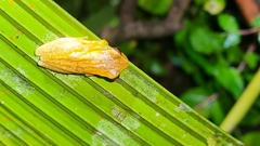 Dendropsophus microcephalus