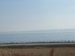 Sibirionetta formosa