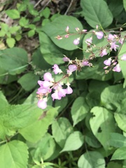 Hylodesmum glutinosum