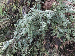 Phyllanthus emblica