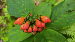 Gesneriaceae