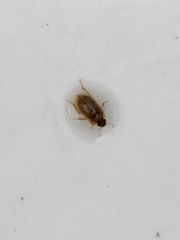 Enochrus