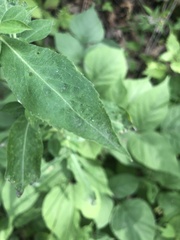 Hylodesmum glutinosum