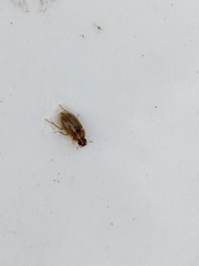 Enochrus