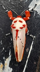 Trosia nigropunctigera