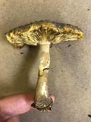 Amanita augusta