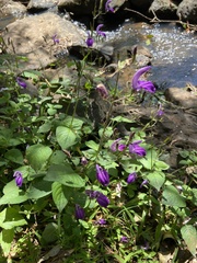 Brillantaisia lamium