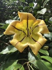 Solandra