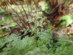 Hymenophyllum flexuosum