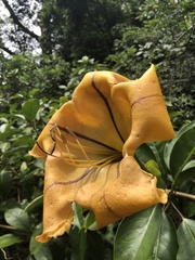 Solandra