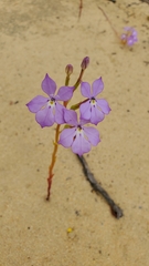 Isotoma