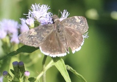 Erynnis funeralis