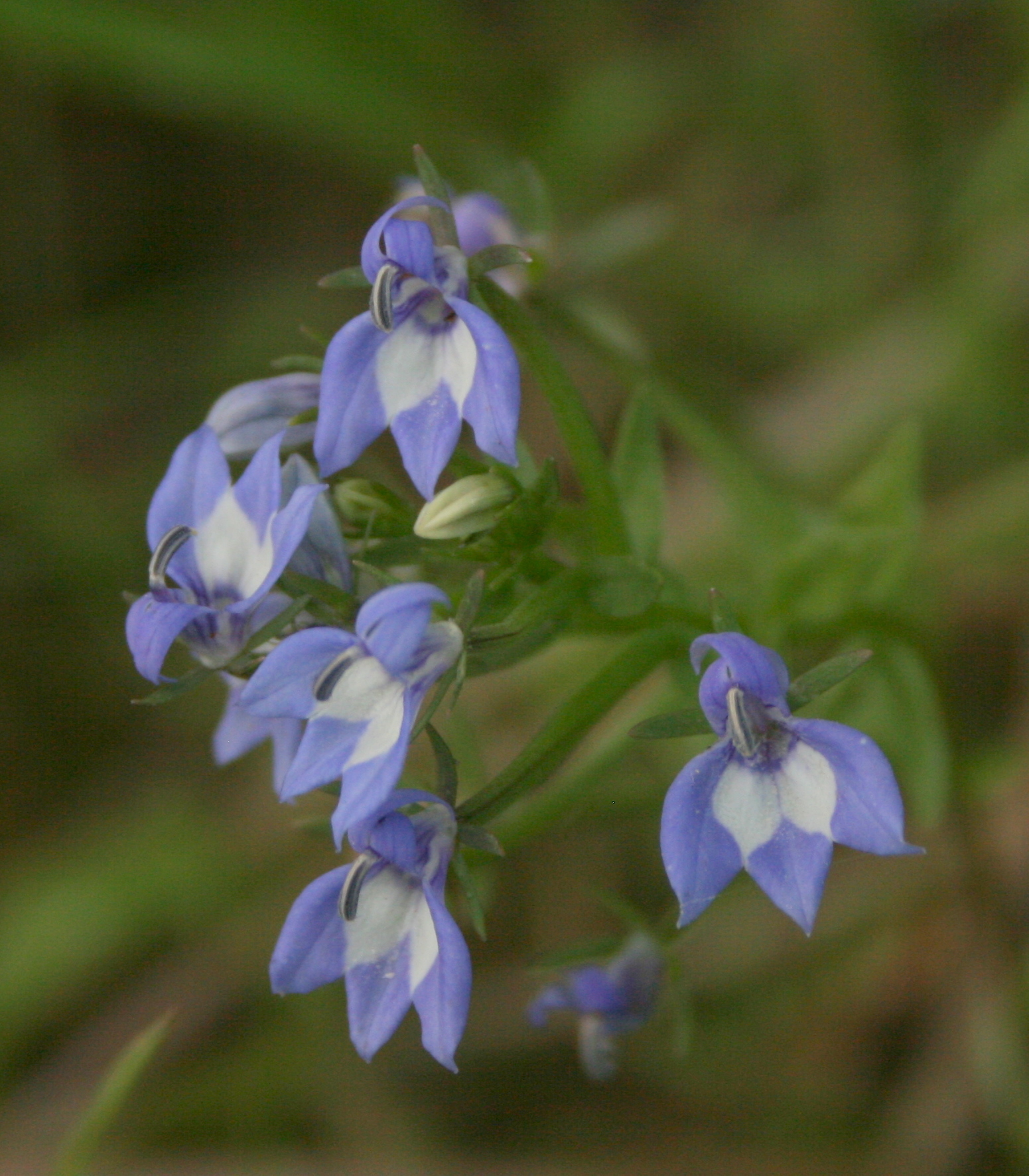 Downingia elegans