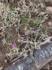 Cirsium wheeleri
