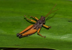Malezacris hirsuta