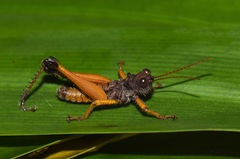 Malezacris hirsuta