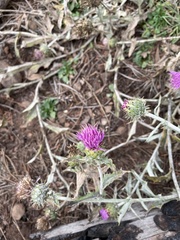 Cirsium wheeleri
