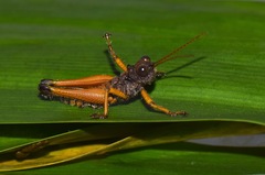 Malezacris hirsuta