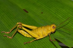 Malezacris hirsuta