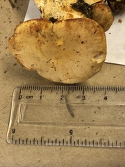 Cantharellus formosus