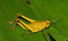 Malezacris hirsuta
