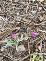 Cirsium wheeleri