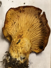 Cantharellus formosus