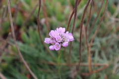 Armeria