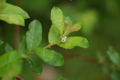 Hoplia