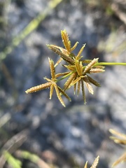 Cyperus haspan