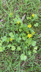 Ranunculus muricatus