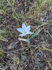 Zephyranthes drummondii